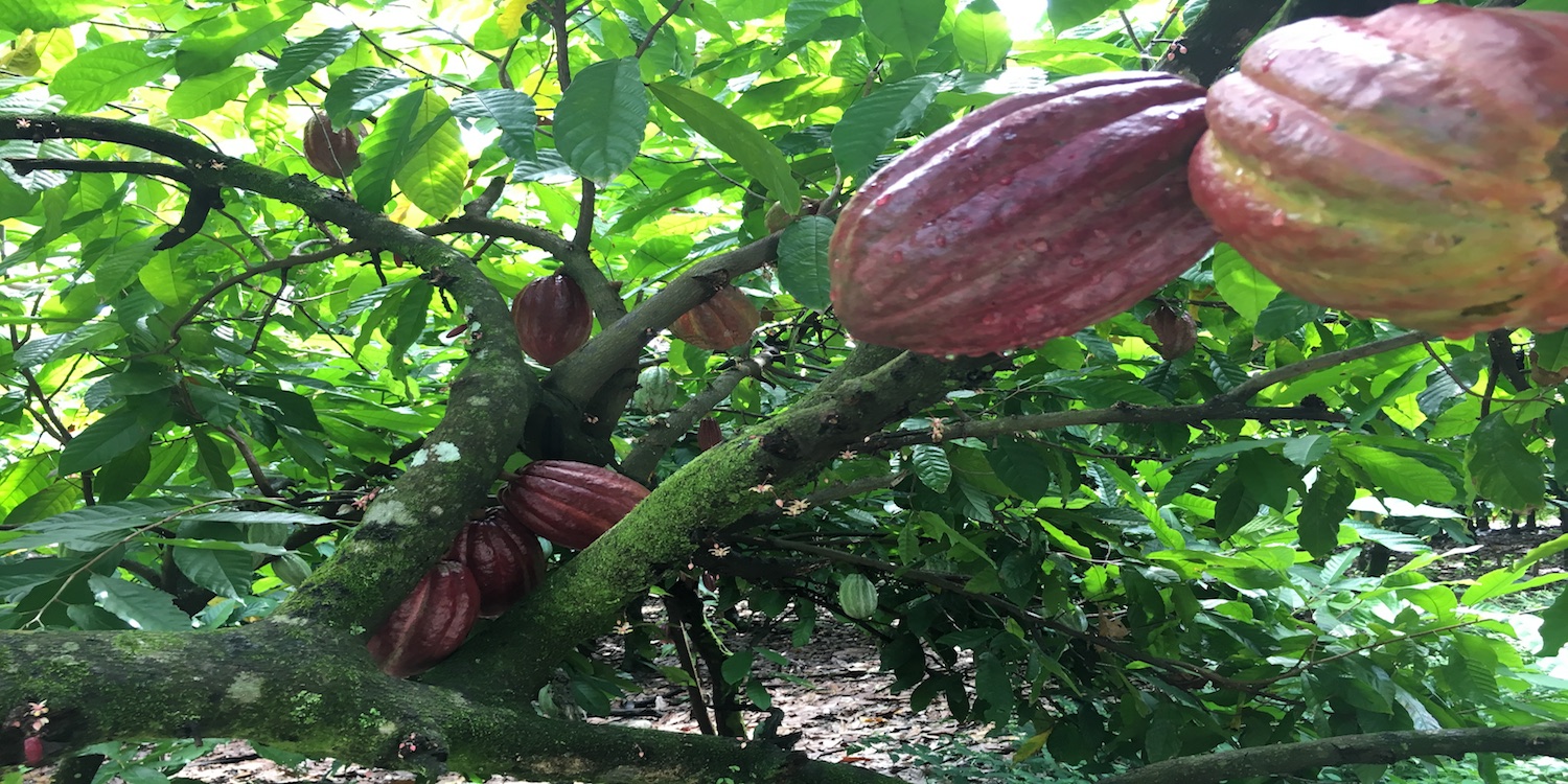 Finca de Cacao Orgánico 